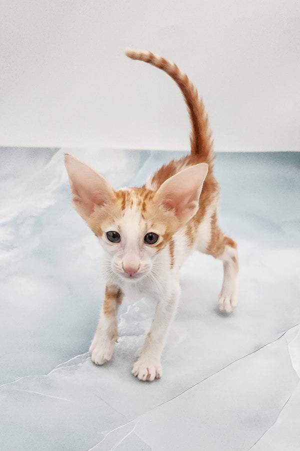 Norbert | Oriental Shorthair Kitten