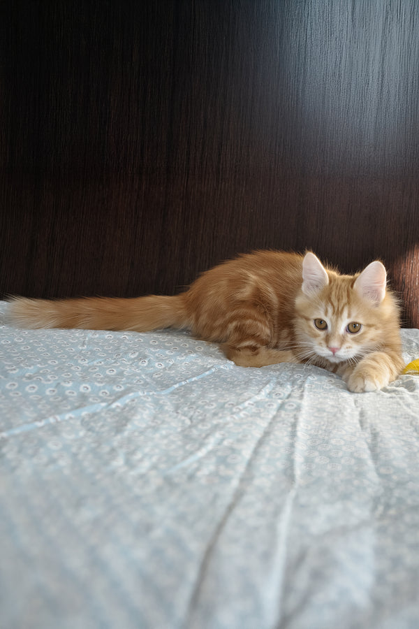 Onezhka | Siberian Kitten