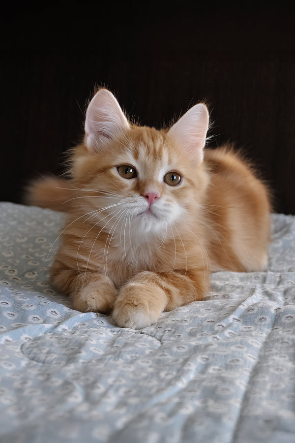 Onezhka | Siberian Kitten