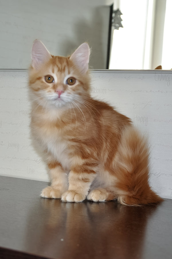 Onezhka | Siberian Kitten