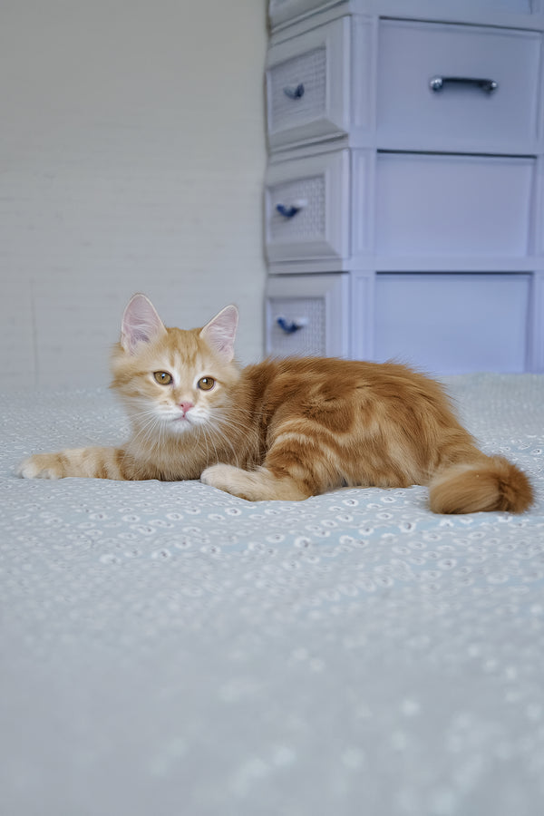 Onezhka | Siberian Kitten