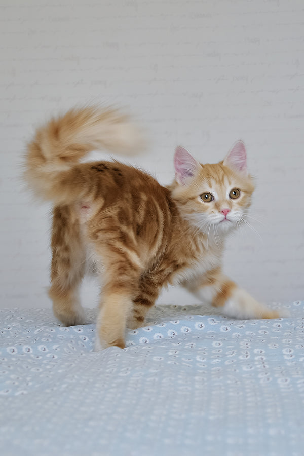 Onezhka | Siberian Kitten