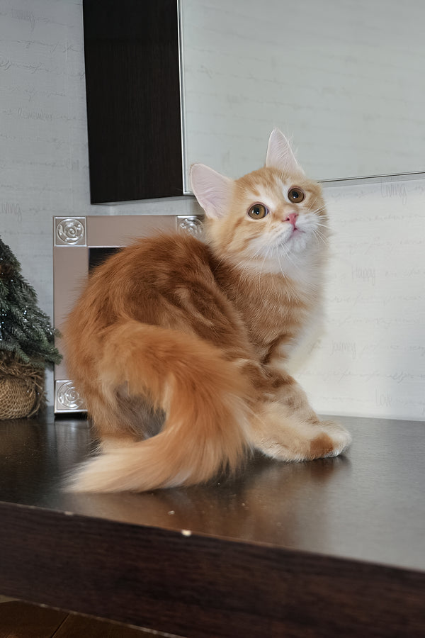 Onezhka | Siberian Kitten