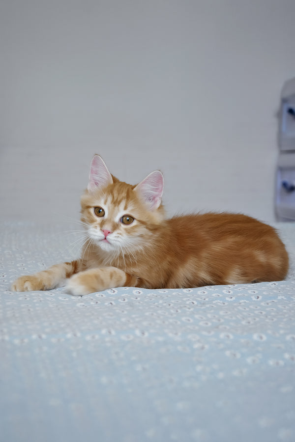 Onezhka | Siberian Kitten