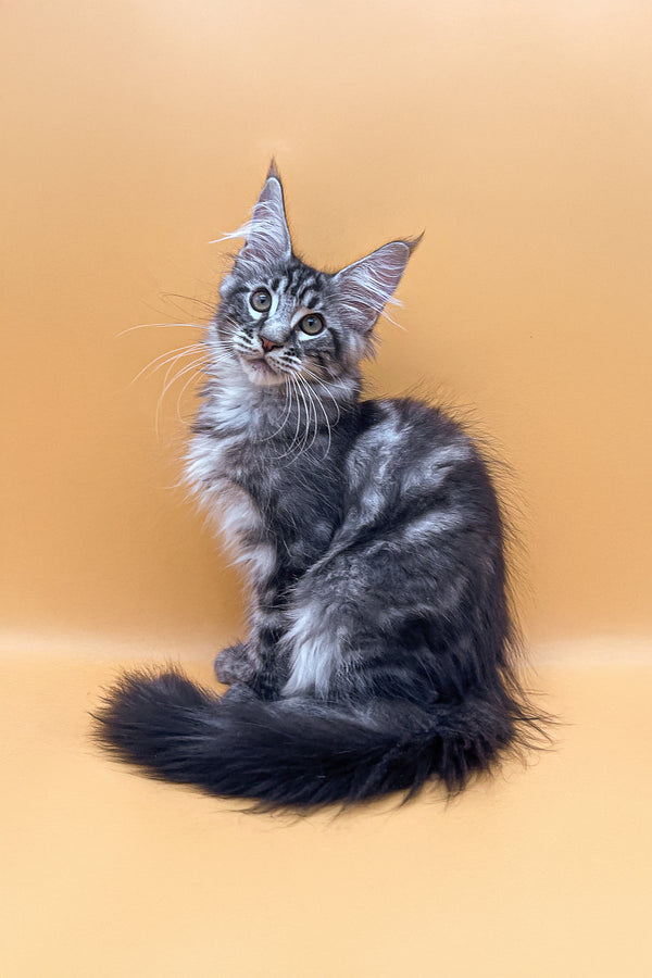 Oscar | Maine Coon Kitten