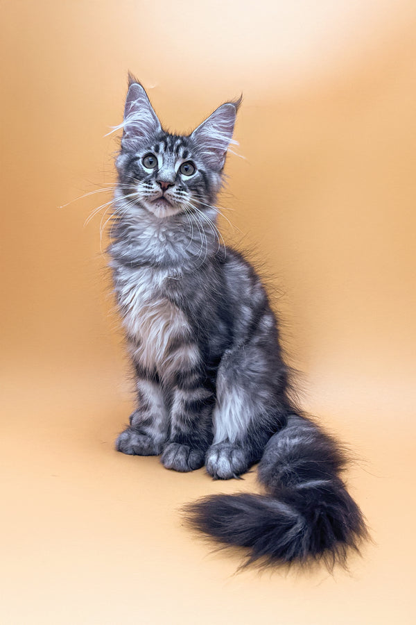 Oscar | Maine Coon Kitten