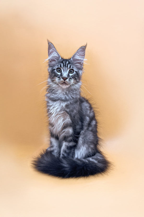 Oscar | Maine Coon Kitten
