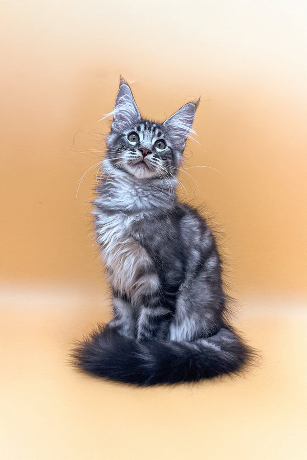 Oscar | Maine Coon Kitten