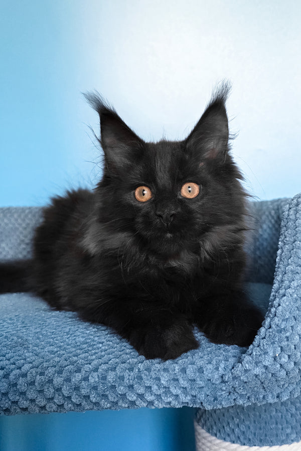 Parry | Maine Coon Kitten