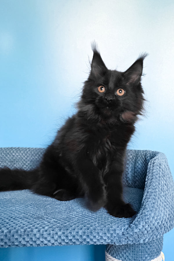Parry | Maine Coon Kitten