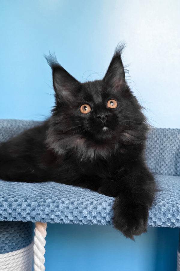 Parry | Maine Coon Kitten