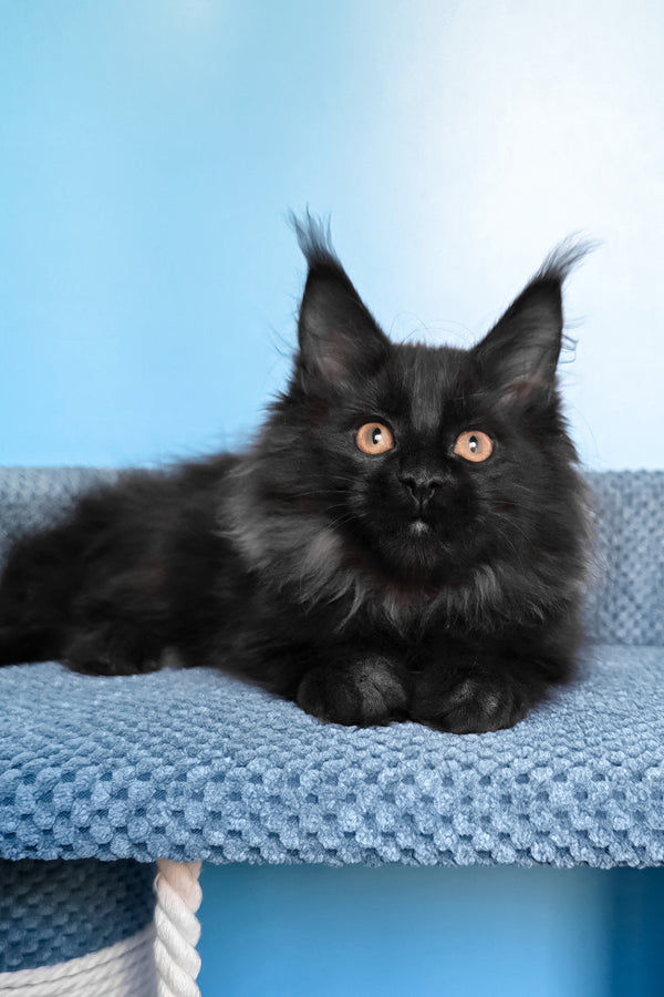 Parry | Maine Coon Kitten