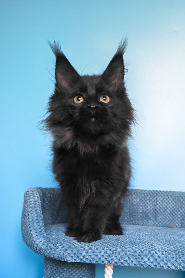 Parry | Maine Coon Kitten