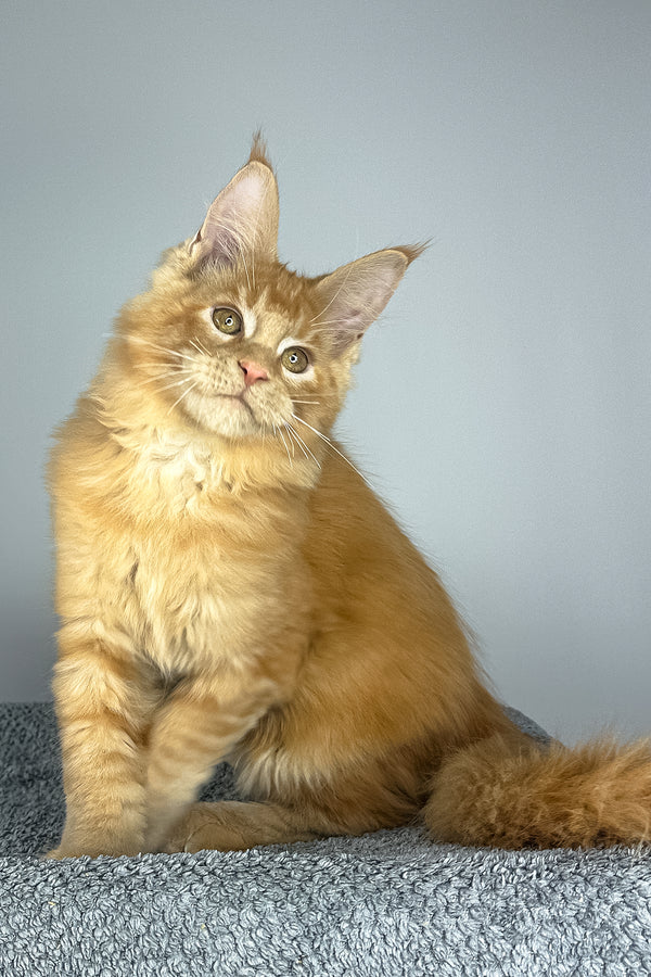 Pedro | Maine Coon Kitten