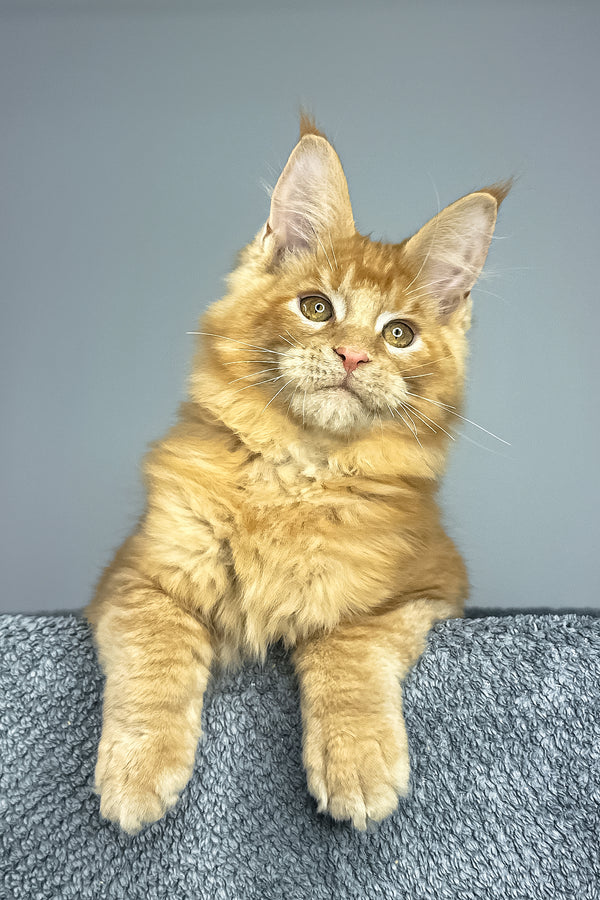 Pedro | Maine Coon Kitten