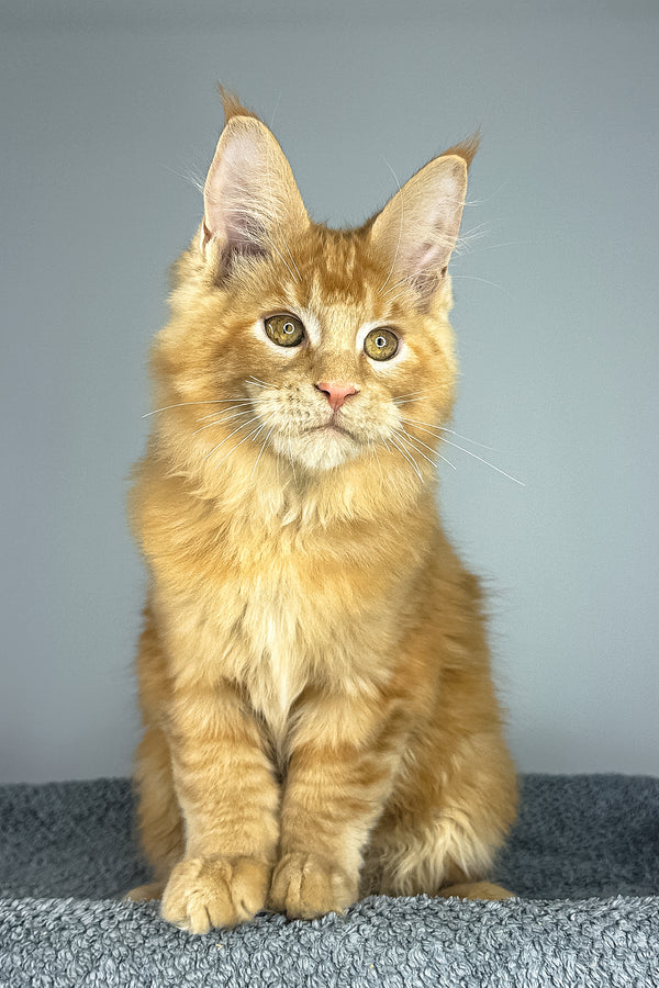 Pedro | Maine Coon Kitten