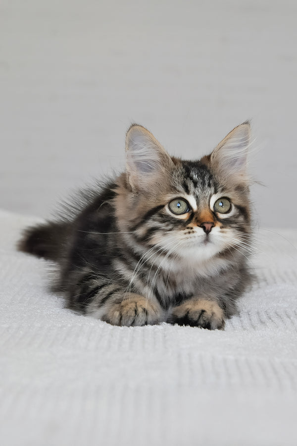 Peppi | Siberian Kitten