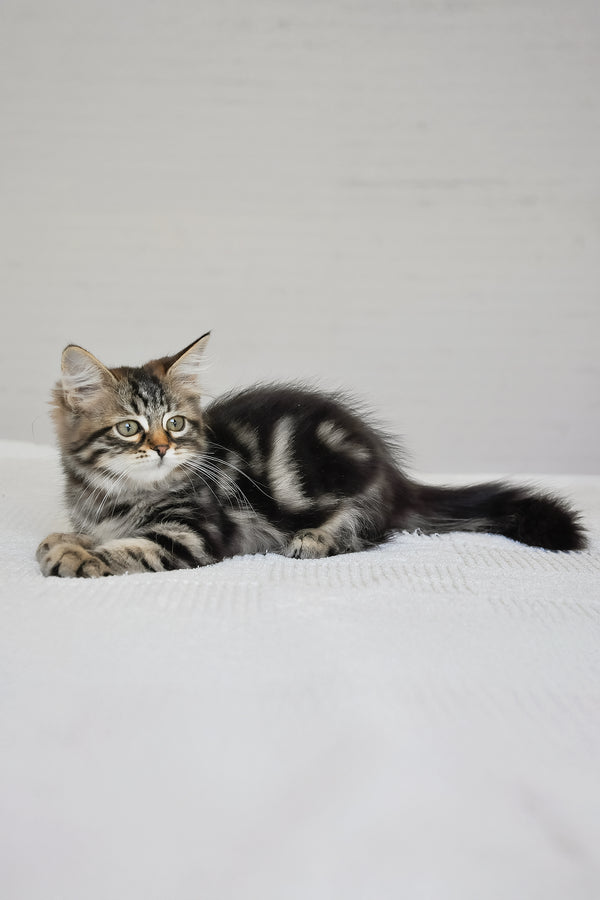 Peppi | Siberian Kitten