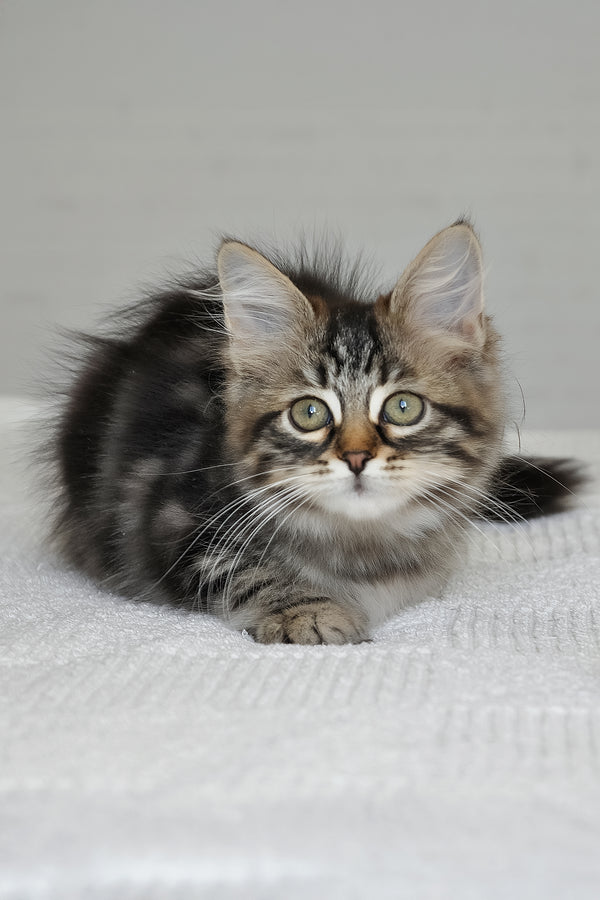 Peppi | Siberian Kitten