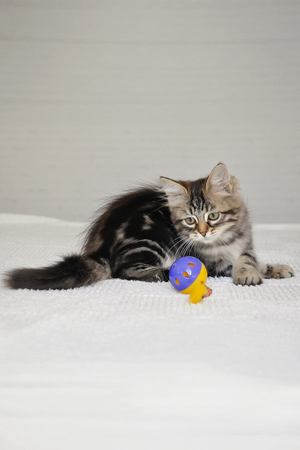 Peppi | Siberian Kitten