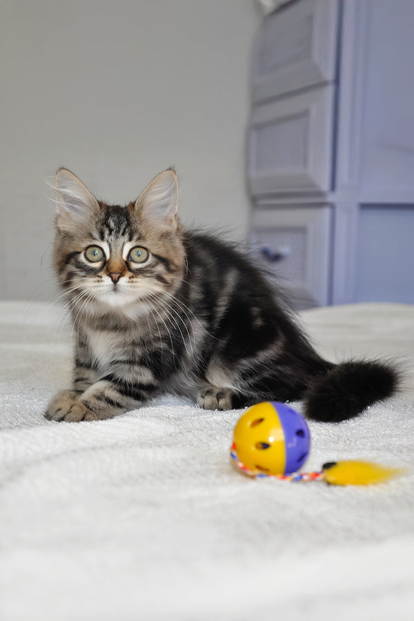 Peppi | Siberian Kitten