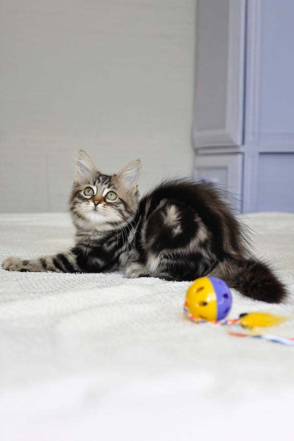 Peppi | Siberian Kitten