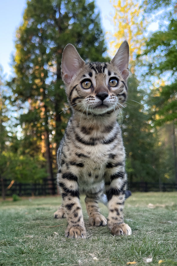 Puma | Bengal Kitten
