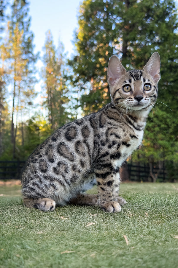 Puma | Bengal Kitten