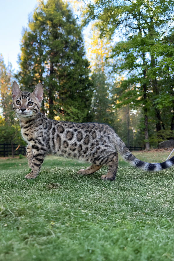 Puma | Bengal Kitten