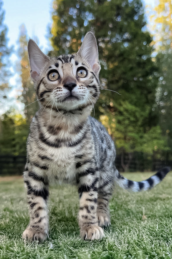 Puma | Bengal Kitten