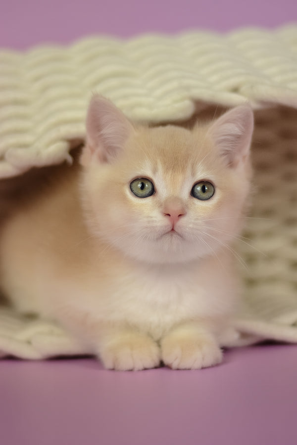 Quasar | British Shorthair Kitten