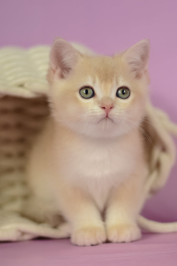 Quasar | British Shorthair Kitten