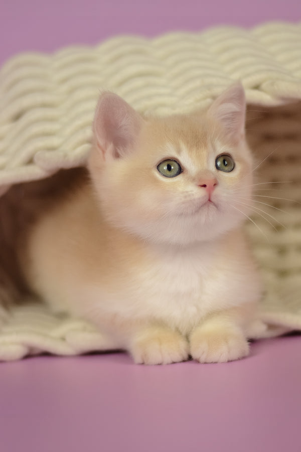 Quasar | British Shorthair Kitten