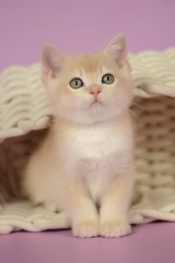 Quasar | British Shorthair Kitten
