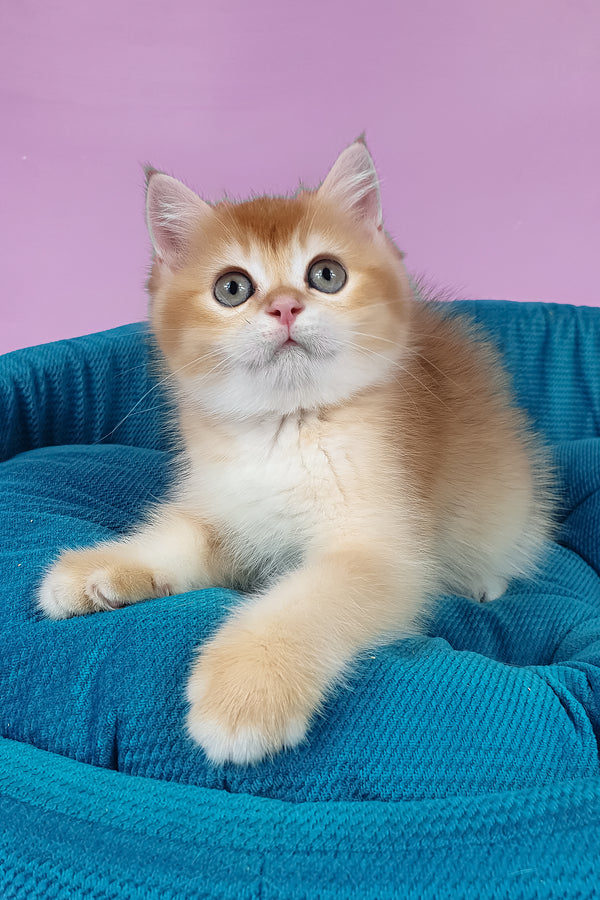 Quest | British Shorthair Kitten