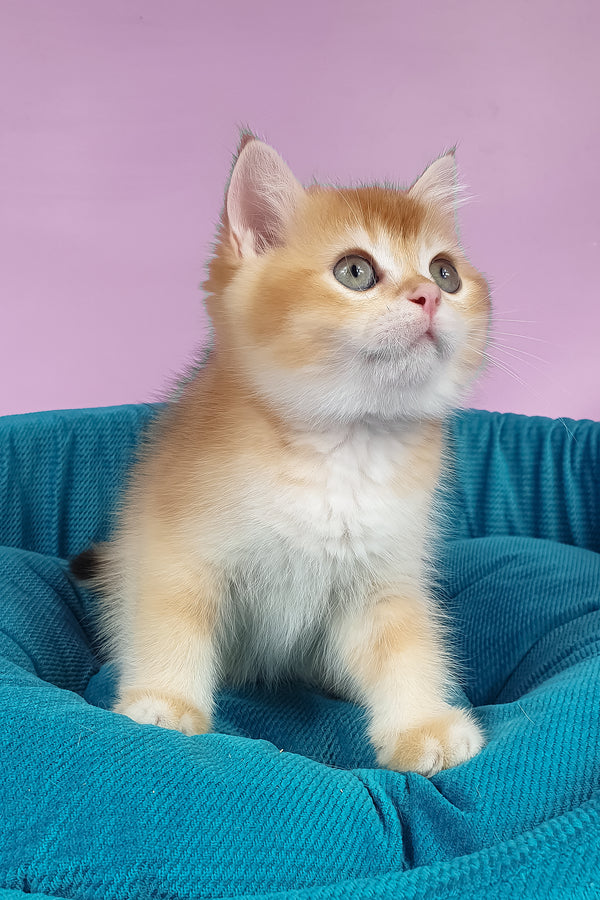 Quest | British Shorthair Kitten