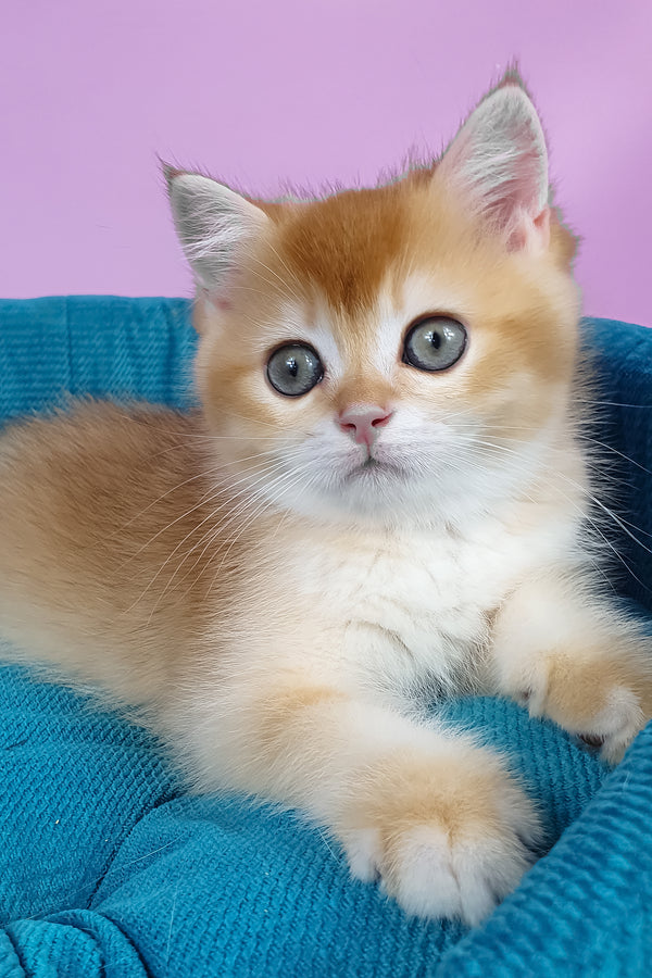 Quest | British Shorthair Kitten