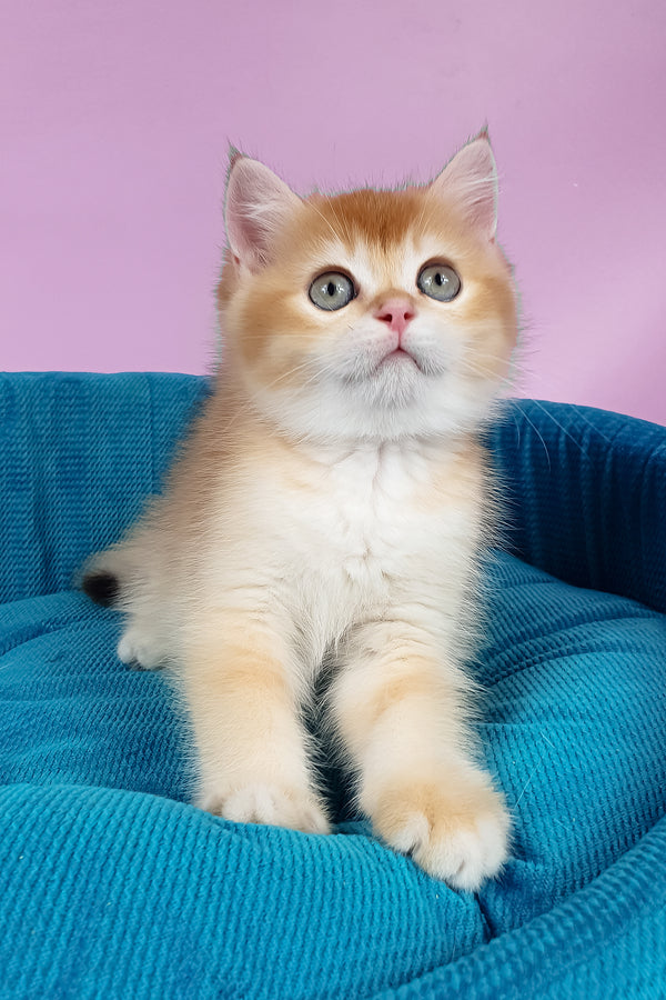 Quest | British Shorthair Kitten