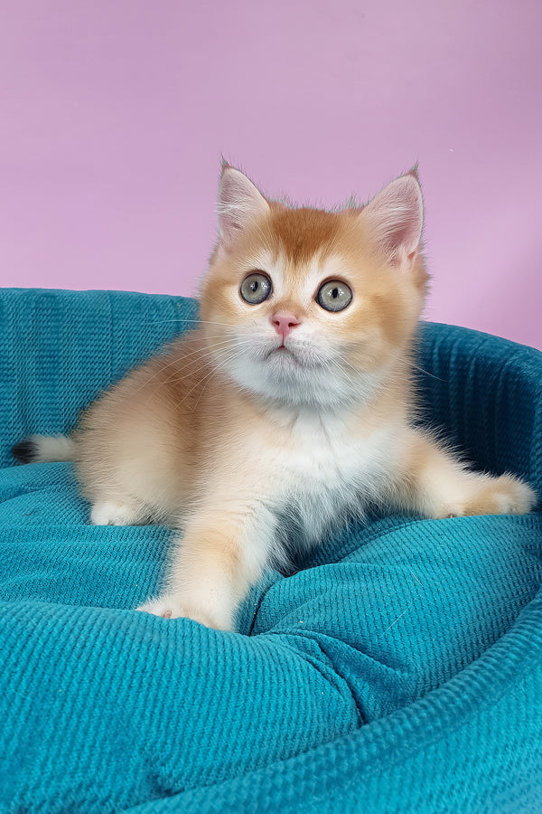 Quest | British Shorthair Kitten