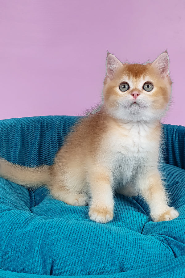 Quest | British Shorthair Kitten