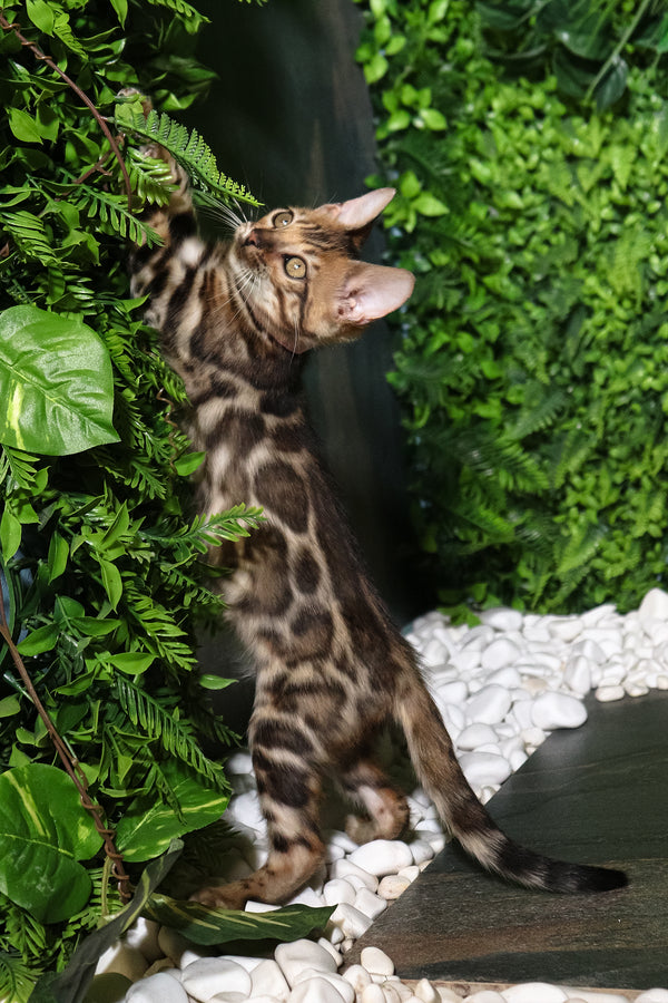 Rachel | Bengal Kitten