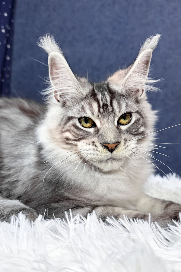 Regis | Maine Coon Kitten