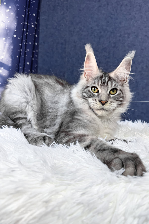 Regis | Maine Coon Kitten