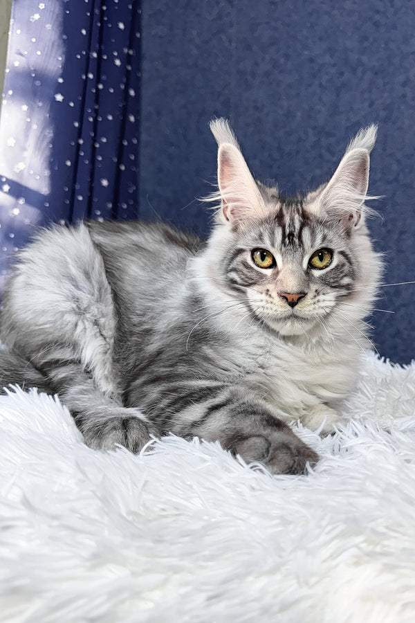 Regis | Maine Coon Kitten