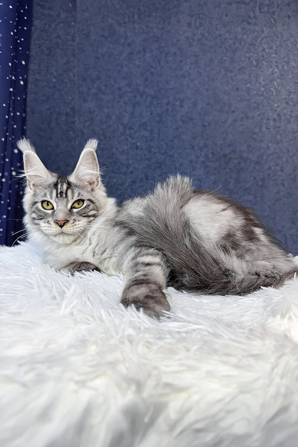 Regis | Maine Coon Kitten