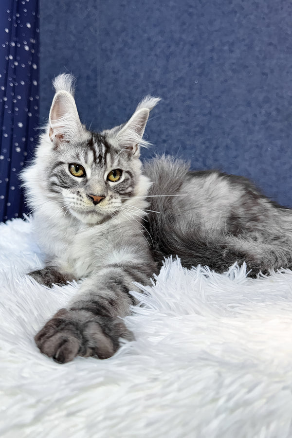 Regis | Maine Coon Kitten