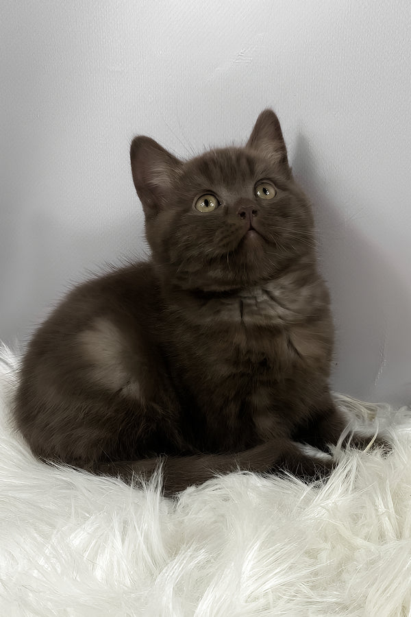 Richman | British Shorthair Kitten