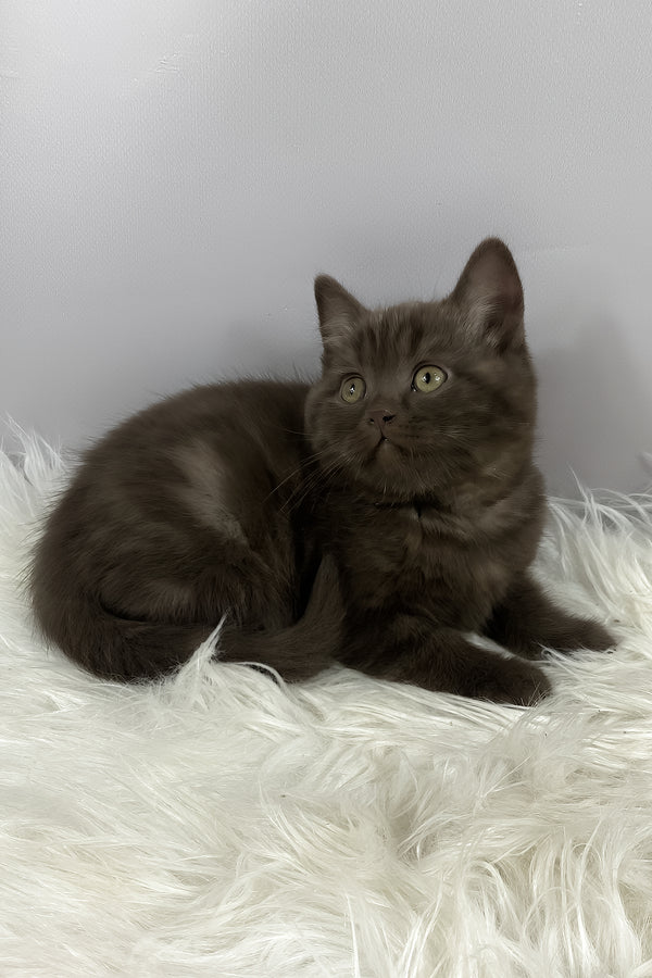 Richman | British Shorthair Kitten