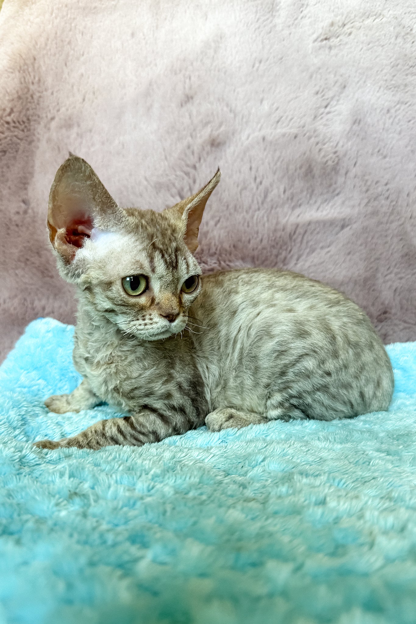 Rory the Lovable Chocolate Tabby Devon Rex Kitten
