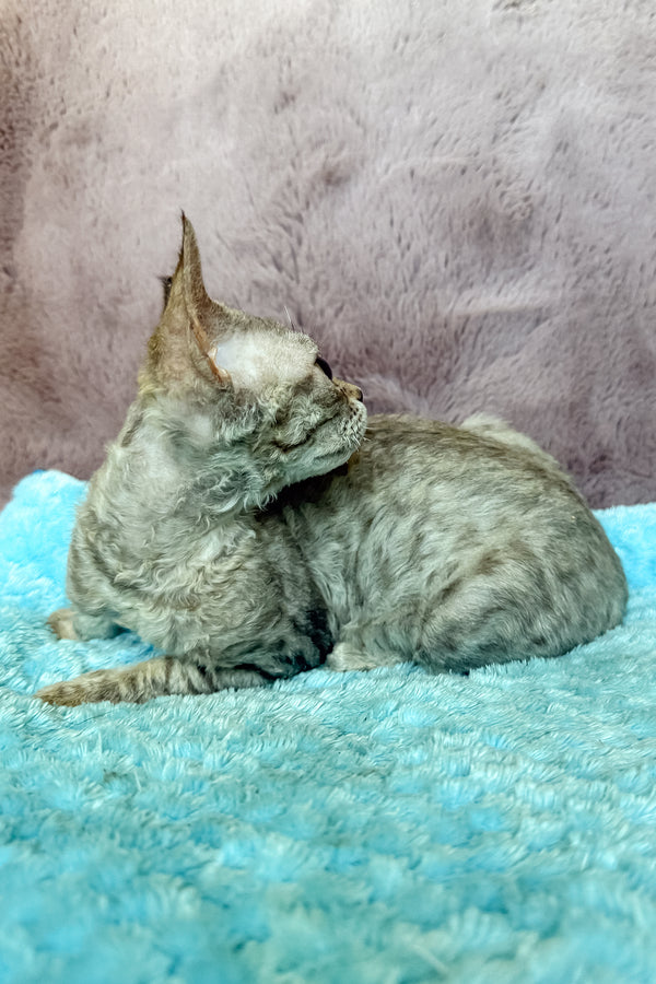 Rory | Devon Rex Kitten